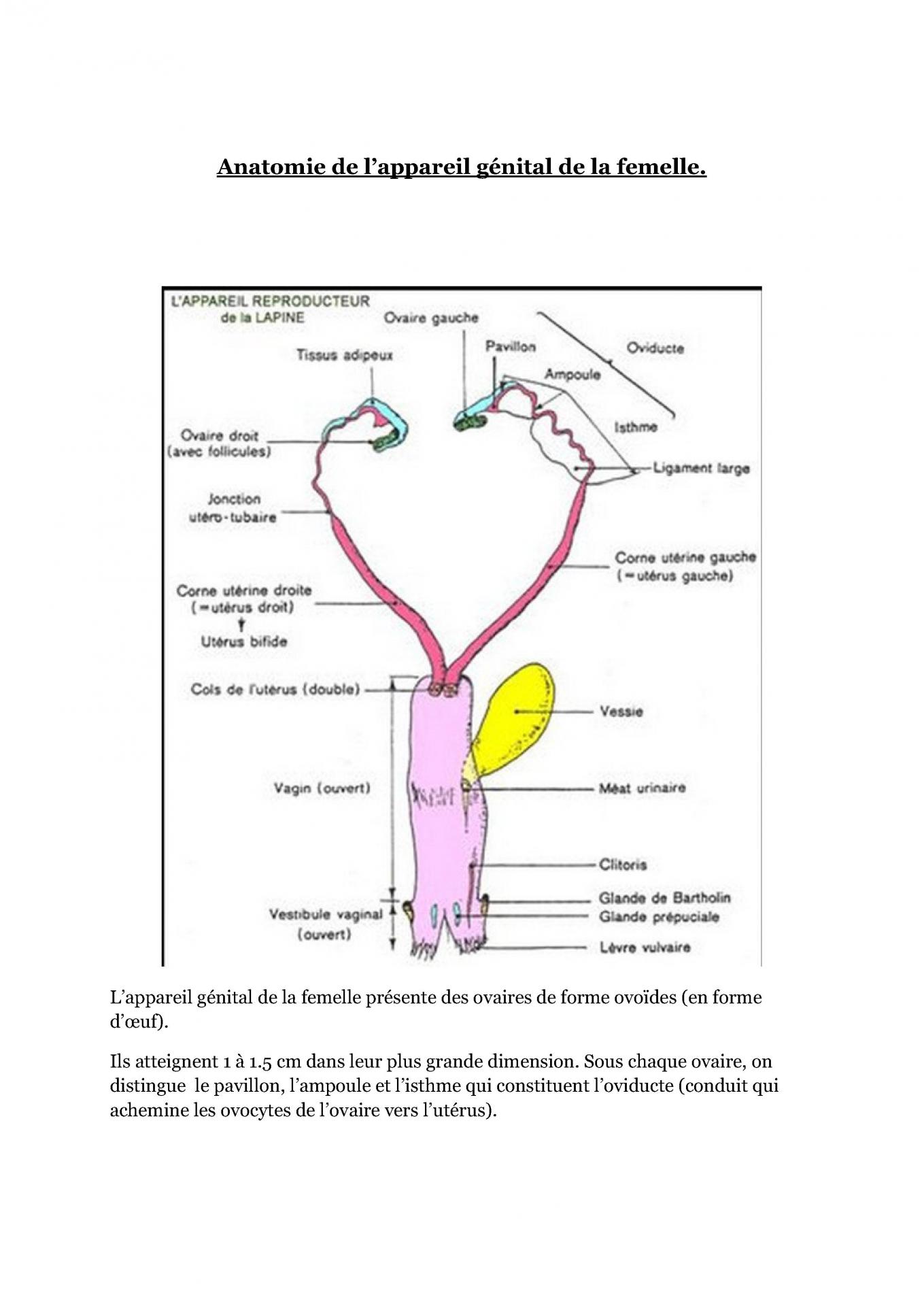 Anatomie de l appareil genital de la lapine cfelfb 1