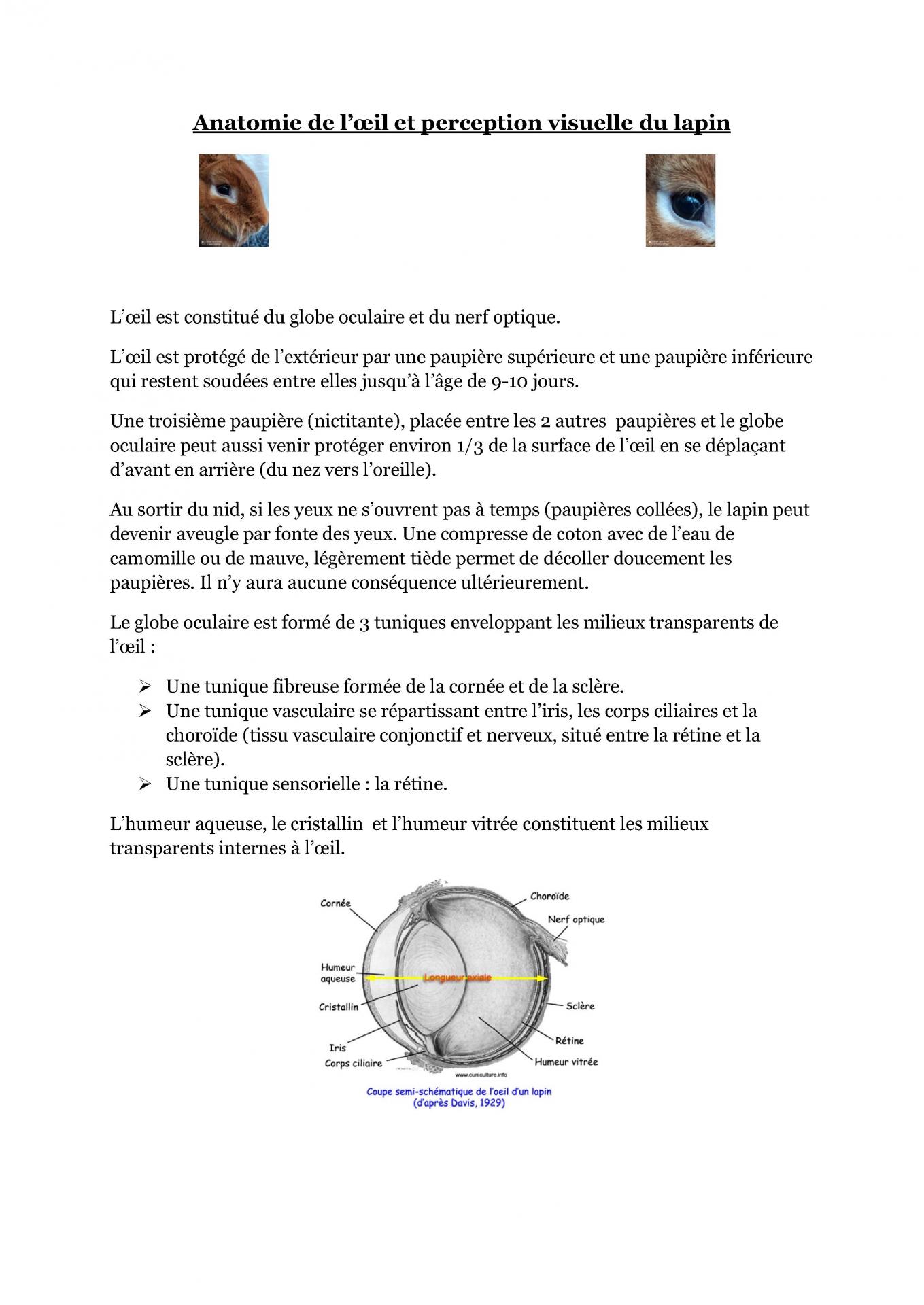 Anatomie de l oeil cfelfb 1