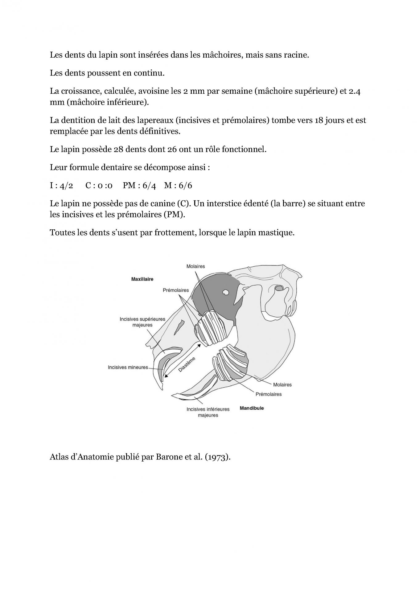 Anatomie du lapin cfelfb 4
