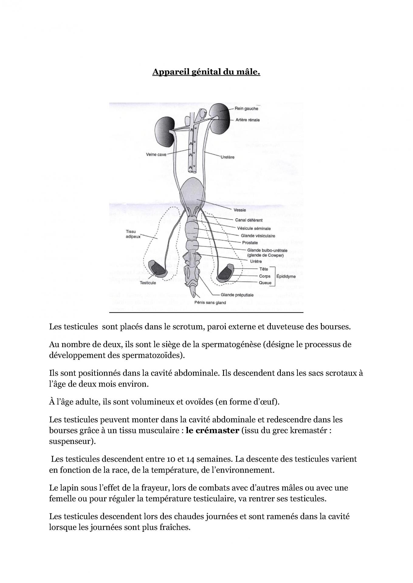 Appareil genital du male cfelfb 1