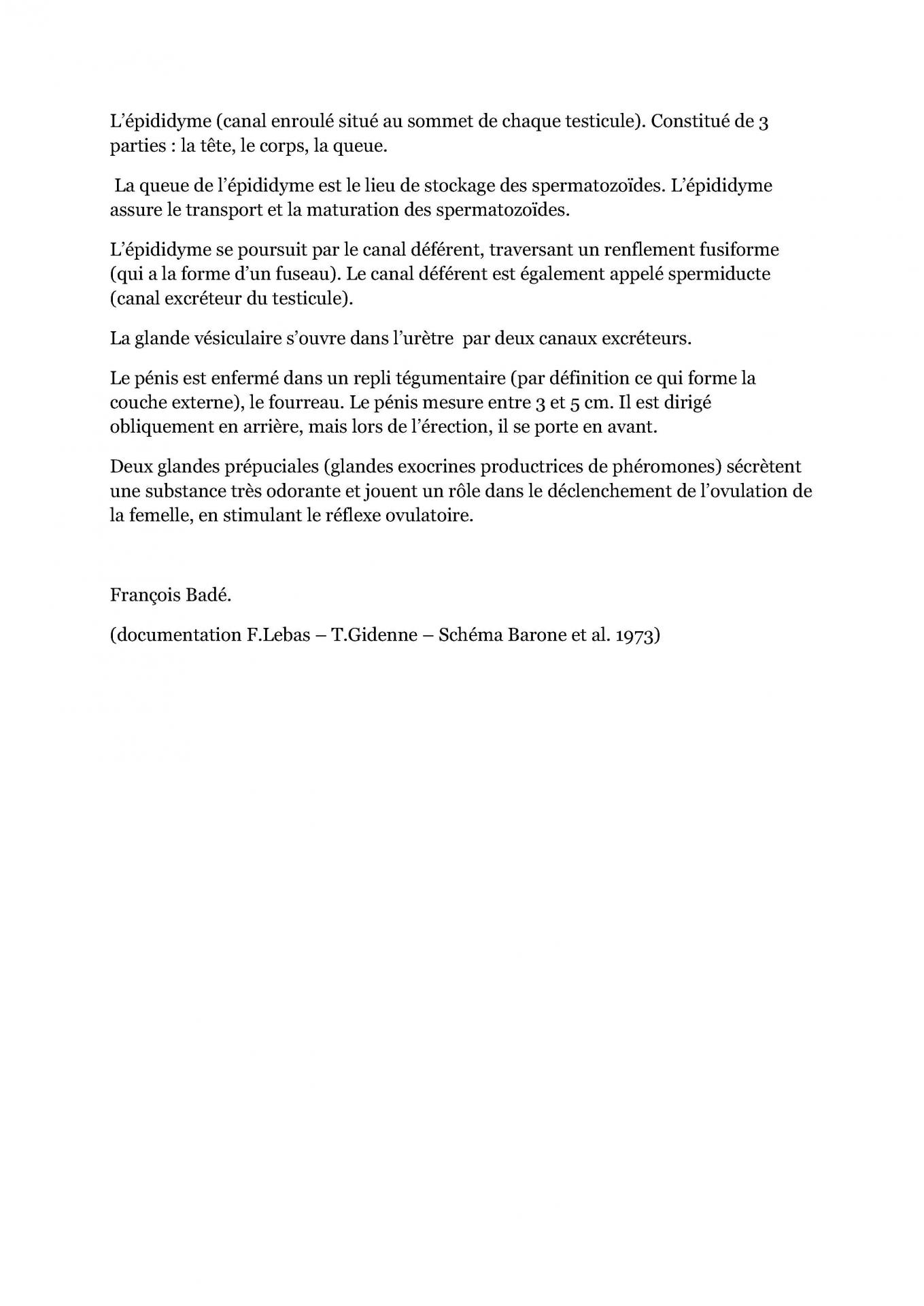Appareil genital du male cfelfb 2