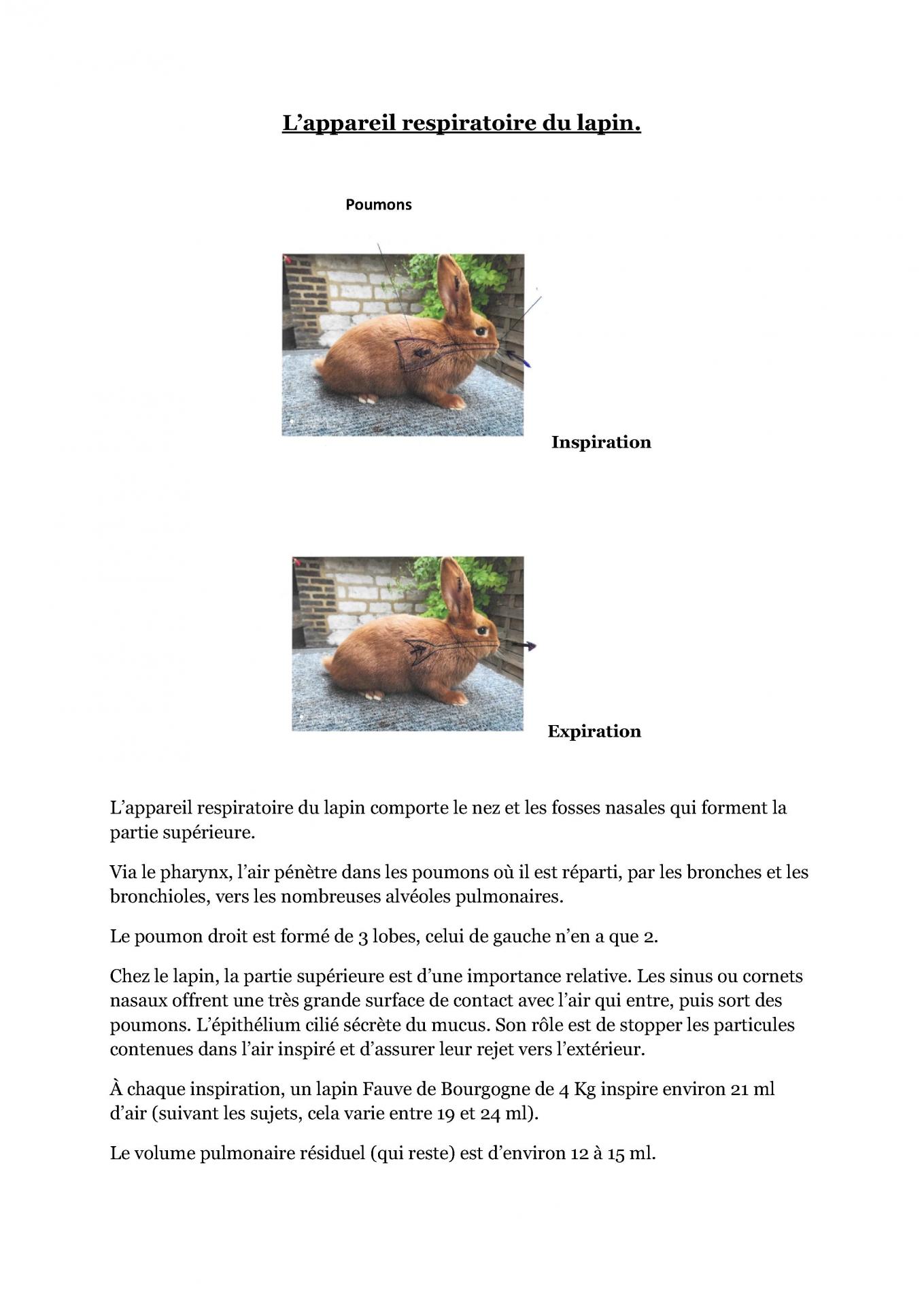Appareil respiratoire du lapin cfelfb 1