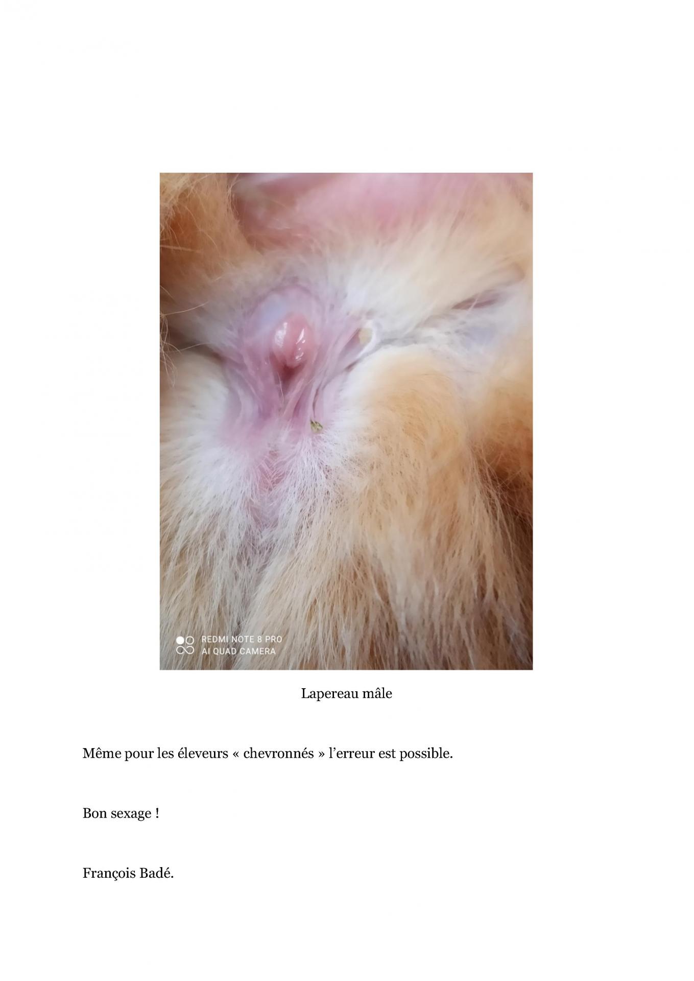 Comment differencier les lapereaux males des lapereaux femelles 2