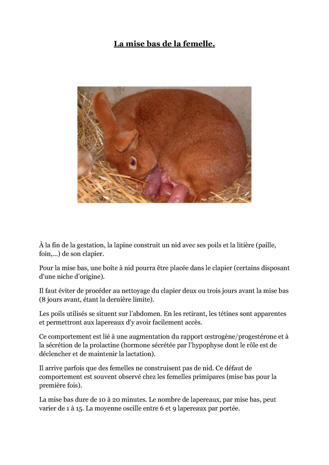 La mise bas de la femelle cfelfb 1
