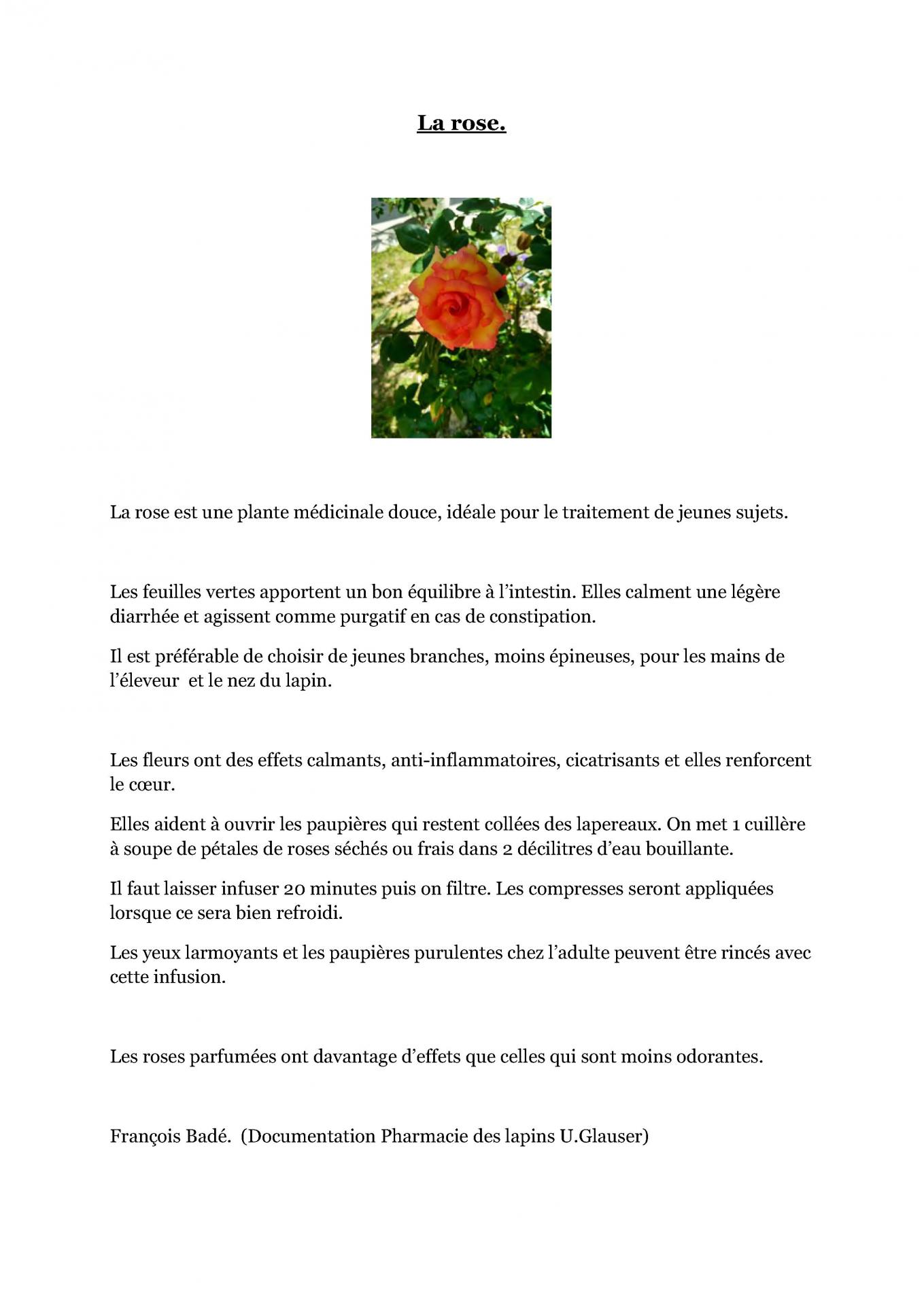 La rose