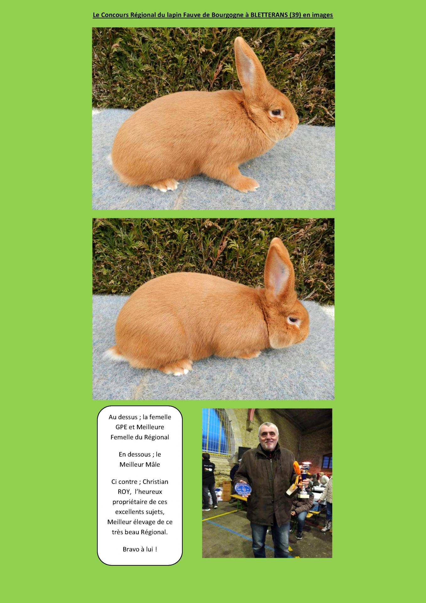 Le concours regional du lapin fauve de bourgogne a bletterans en images