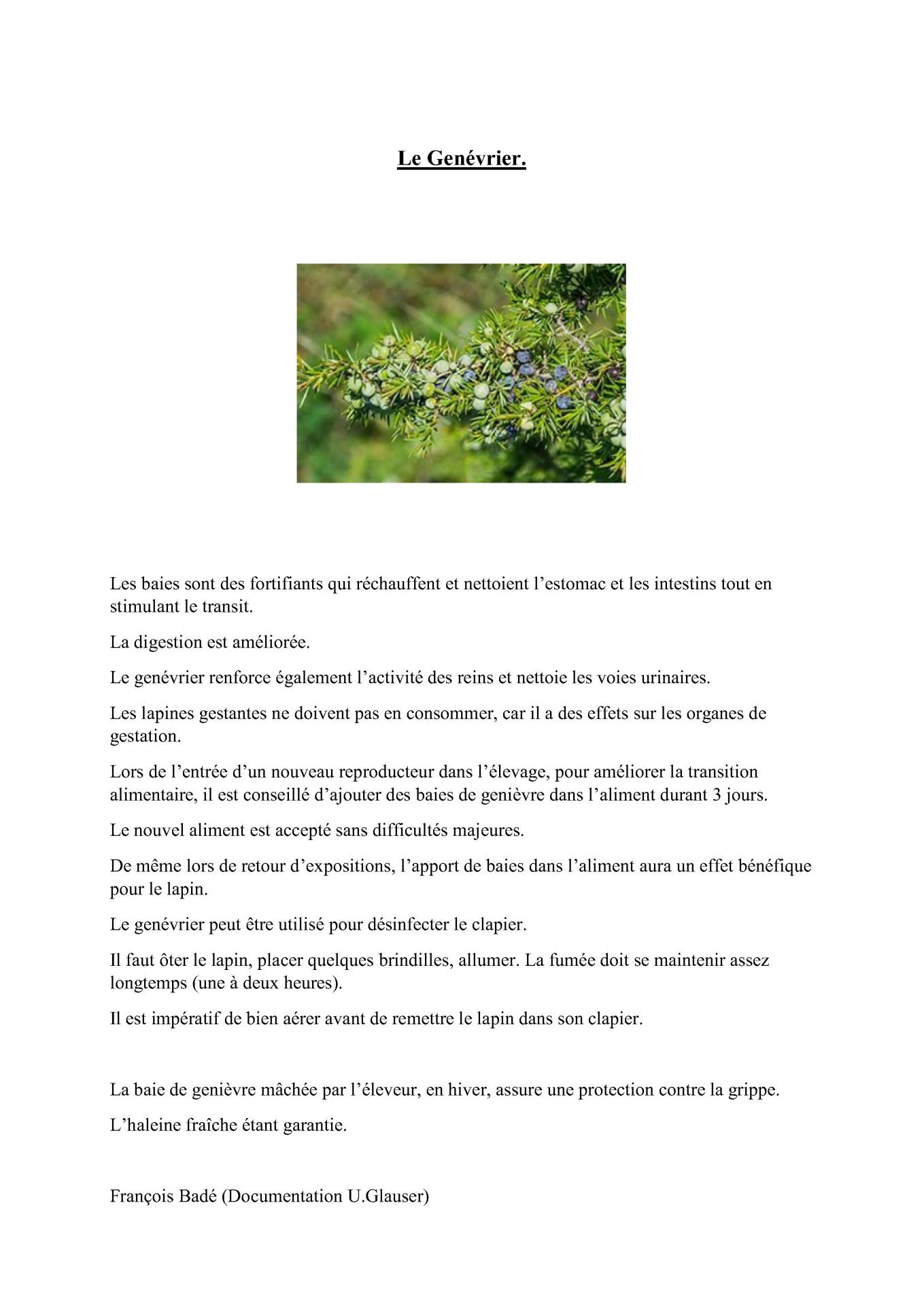 Le genevrier