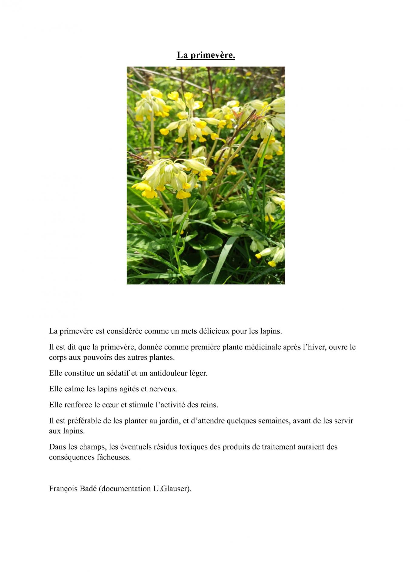 La primevere