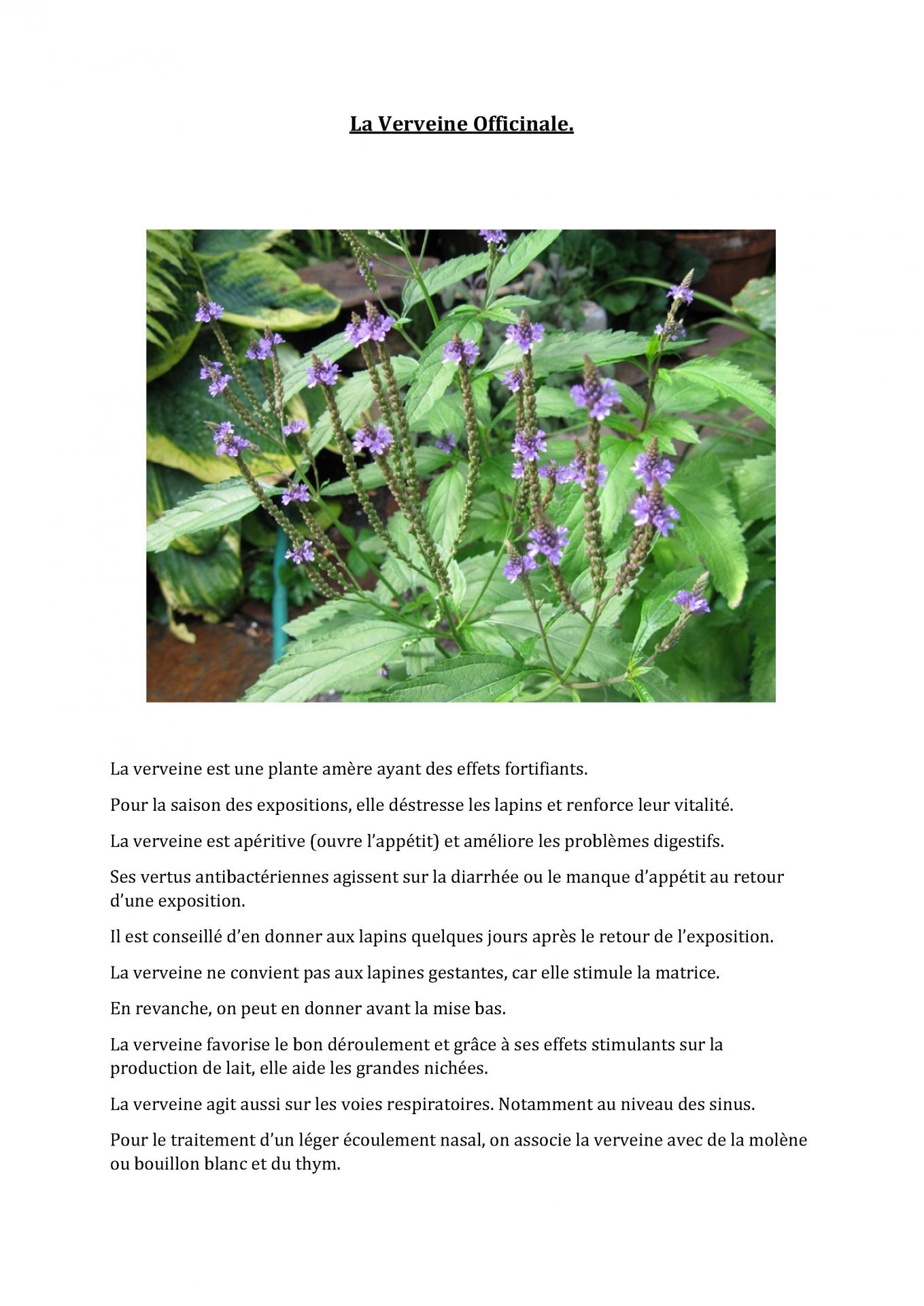 La verveine officinale 1