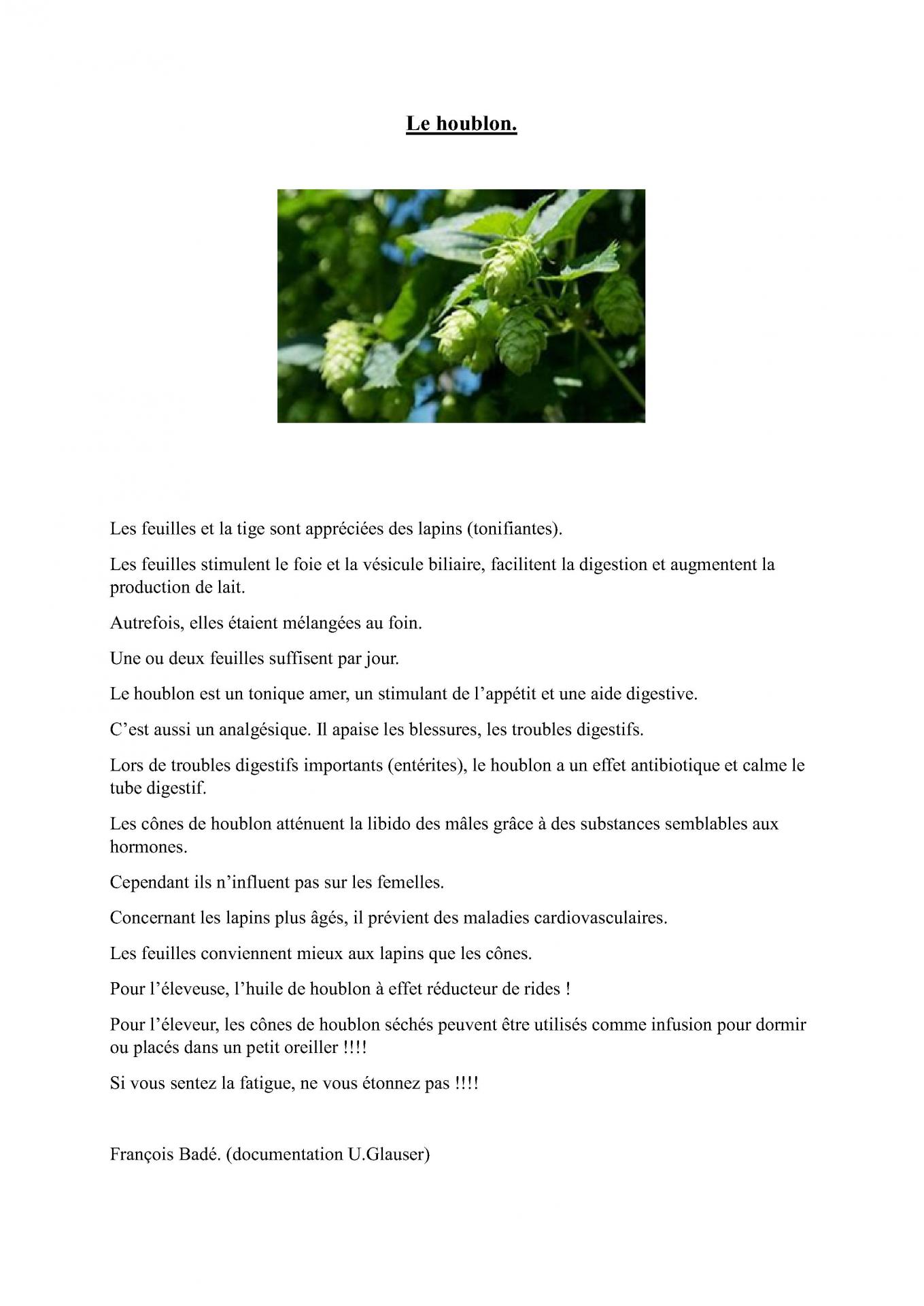 Le houblon