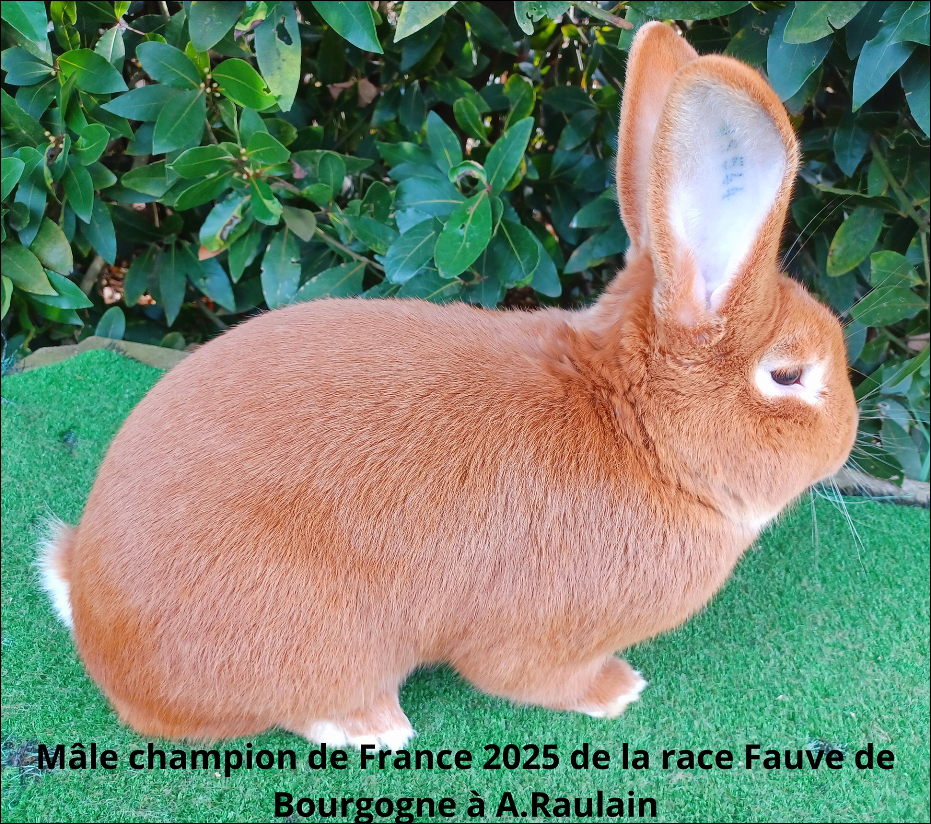 Male champion de France 2025